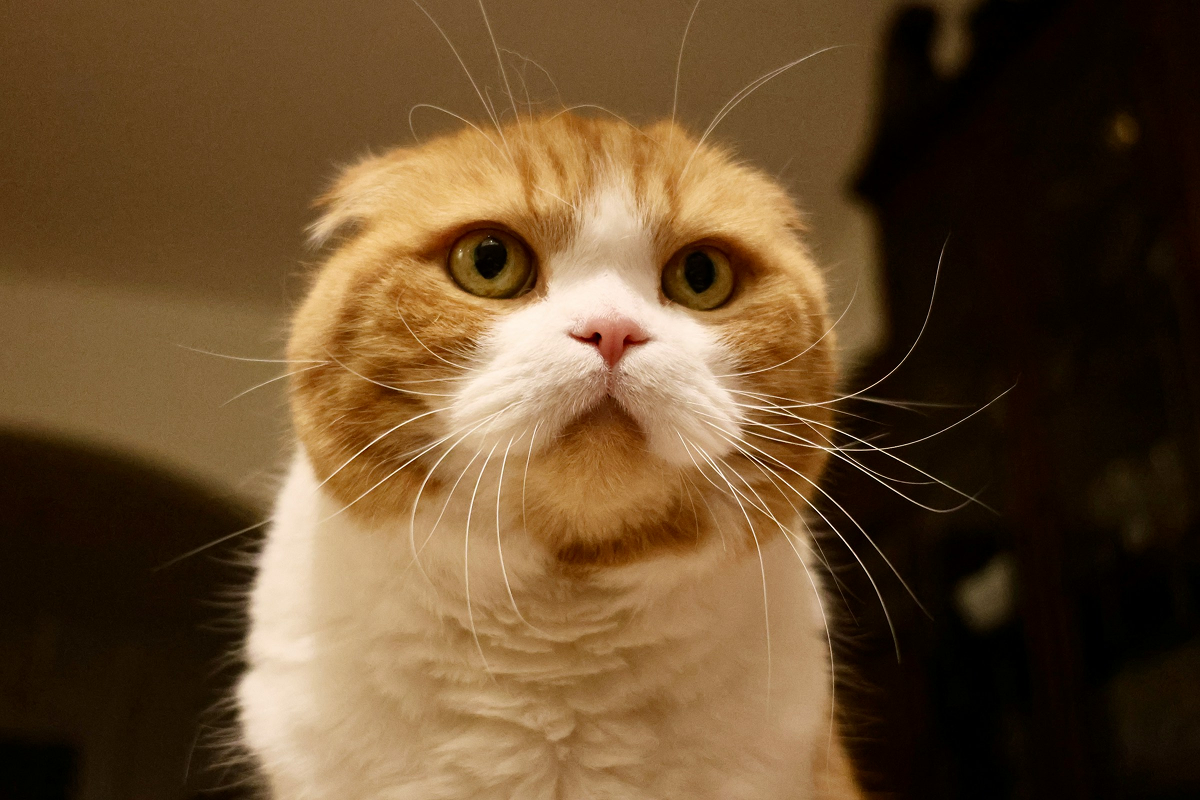 Scottish Fold